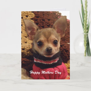 Niedliches Chihuahua: Muttertagskarte Karte