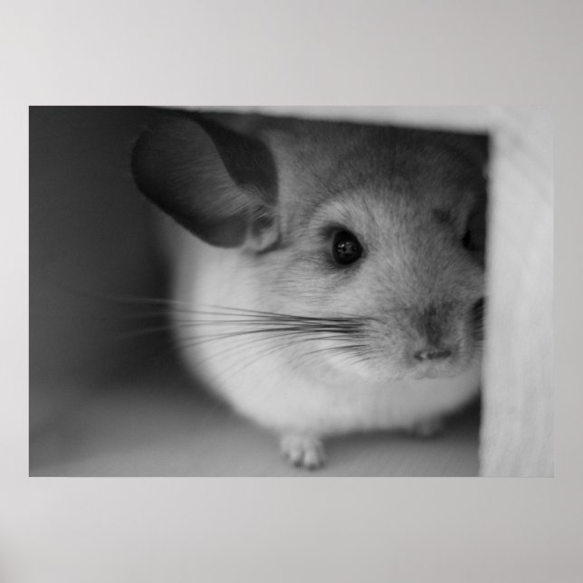 Niedliches Chinchilla Poster (Vorne)