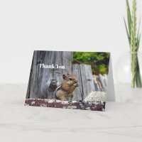 Niedliches Chipmunk-Foto