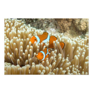 Niedliches Clownfish auf dem Great Barrier Reef Fotodruck