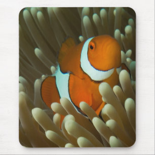 Niedliches Clownfish Great Barrier Reef Mousepad