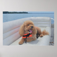 Niedliches Cockapoo-Hundfoto mit Lebensbreite