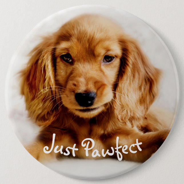 Niedliches Cockerspaniel-HundeAbzeichen/-Button Button (Vorderseite)