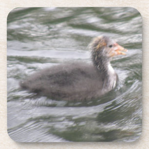 Niedliches Coot Chick auf Choppy Waters Cork Unter Untersetzer