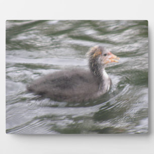 Niedliches Coot Chick auf Choppy Waters Plaque Fotoplatte