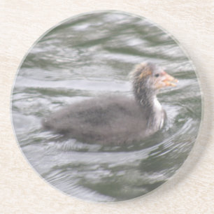 Niedliches Coot Chick auf Choppy Waters Untersetze Getränkeuntersetzer