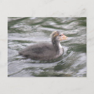 Niedliches Coot Chick auf der Postkarte Choppy Wat