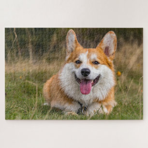 Niedliches Corgi-Hund-Foto