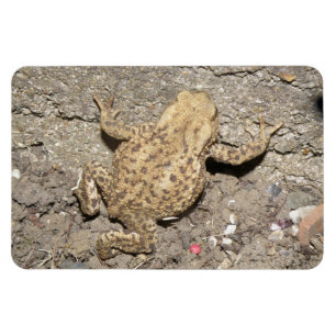 Niedliches Crawling Toad Premium Magnet