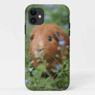 Niedliches cuddly Ingwermeerschweinchen draußen Case-Mate iPhone Hülle