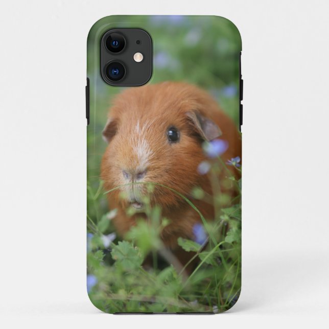 Niedliches cuddly Ingwermeerschweinchen draußen Case-Mate iPhone Hülle (Rückseite)