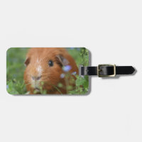 Niedliches cuddly Ingwermeerschweinchen draußen