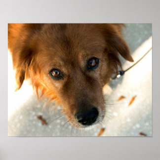 Niedliches Dog Poster (Golden Retriever)