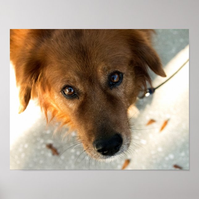 Niedliches Dog Poster (Golden Retriever) (Vorne)