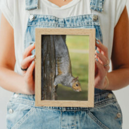 Niedliches Eastern Gray Eichhörnchen auf Baum Fotodruck
