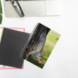 Niedliches Eastern Gray Eichhörnchen Nature Foto Notizbuch