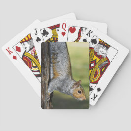 Niedliches Eastern Gray Eichhörnchen Nature Foto Spielkarten