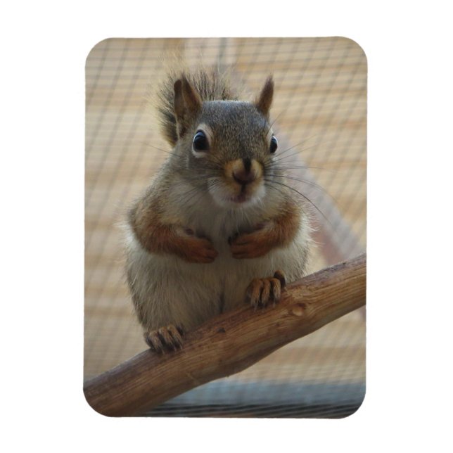 Niedliches Eichhörnchen auf dem Zweig Magnet (Vertikal)