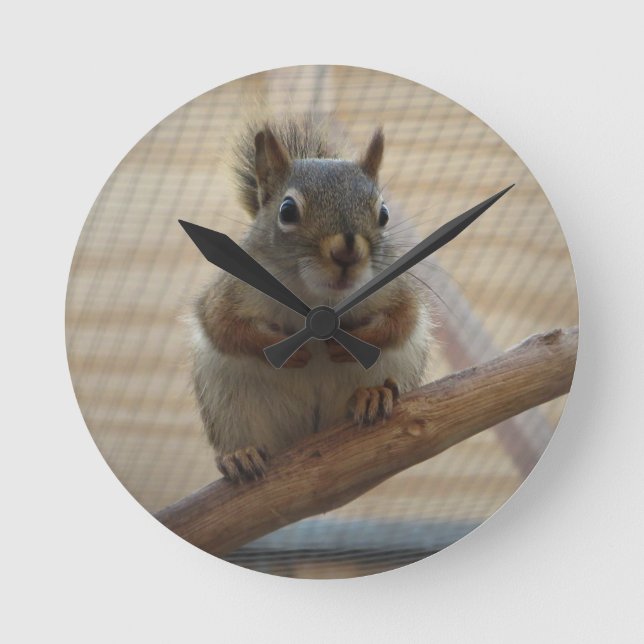 Niedliches Eichhörnchen auf dem Zweig Runde Wanduhr (Vorderseite)