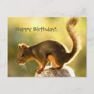 Niedliches Eichhörnchen auf einem Keksjar Postkarte