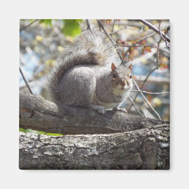 Niedliches Eichhörnchen auf einem Zweigmagazin Magnet (Vorne)
