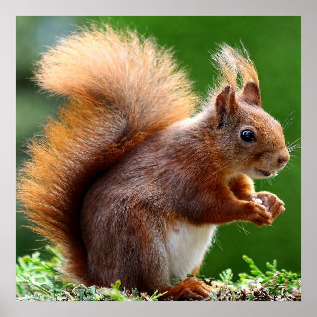 Niedliches Eichhörnchen auf Grasplakat Poster (Vorne)