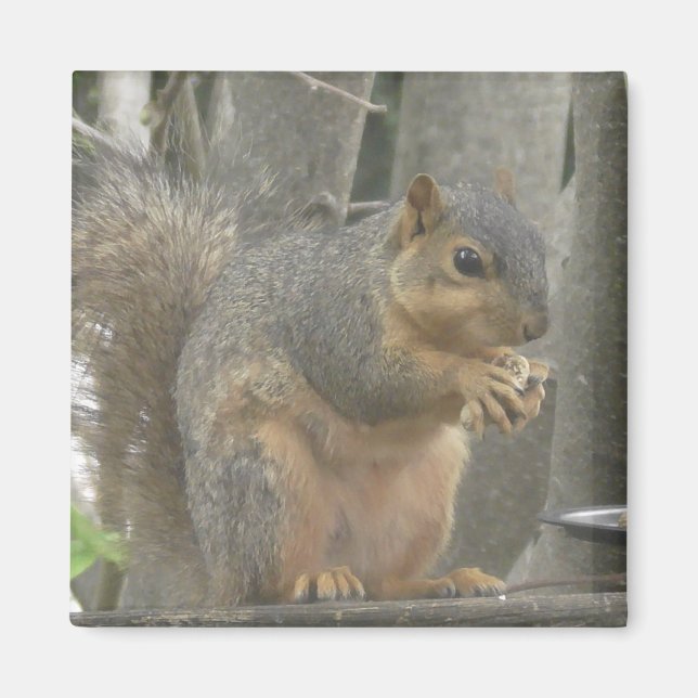 Niedliches Eichhörnchen, das ein Nut-Foto isst Magnet (Vorne)