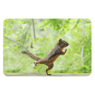 Niedliches Eichhörnchen, das Tai-Chi tut Magnet