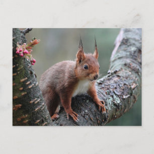 Niedliches Eichhörnchen im Baum Postkarte