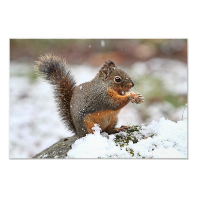 Niedliches Eichhörnchen im Schnee-Foto Fotodruck (Vorne)