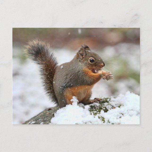 Niedliches Eichhörnchen im Schnee-Foto Postkarte (Vorderseite)
