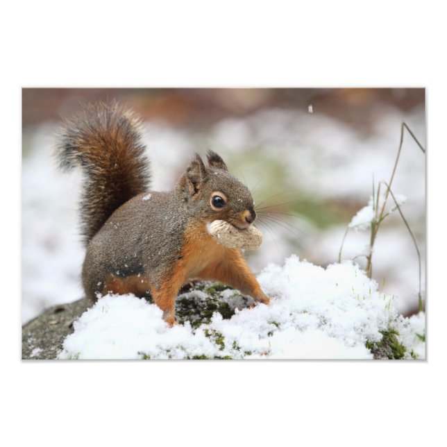 Niedliches Eichhörnchen im Schnee mit Erdnuss Fotodruck (Vorne)