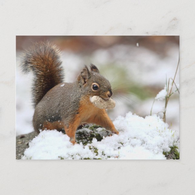 Niedliches Eichhörnchen im Schnee mit Erdnuss Postkarte (Vorderseite)