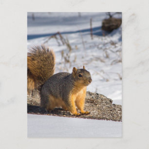Niedliches Eichhörnchen im Schnee Postkarte
