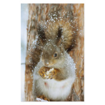 Niedliches Eichhörnchen in der Winterlandschaft