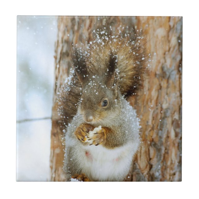Niedliches Eichhörnchen in der Winterlandschaft Fliese (Vorderseite)