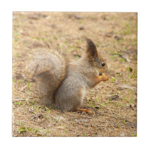 Niedliches Eichhörnchen isst ein Nussbaum-Foto Fliese