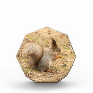 Niedliches Eichhörnchen isst ein Nussbaum-Foto Fotoblock