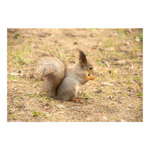 Niedliches Eichhörnchen isst ein Nussbaum-Foto Fotodruck