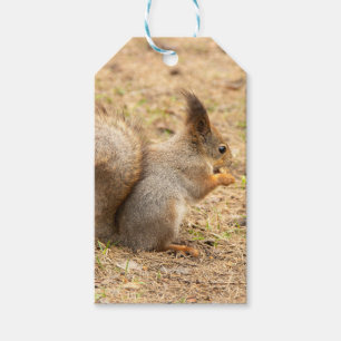 Niedliches Eichhörnchen isst ein Nussbaum-Foto Geschenkanhänger