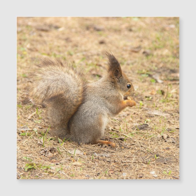 Niedliches Eichhörnchen isst ein Nussbaum-Foto Magnetkarte (Vorderseite)