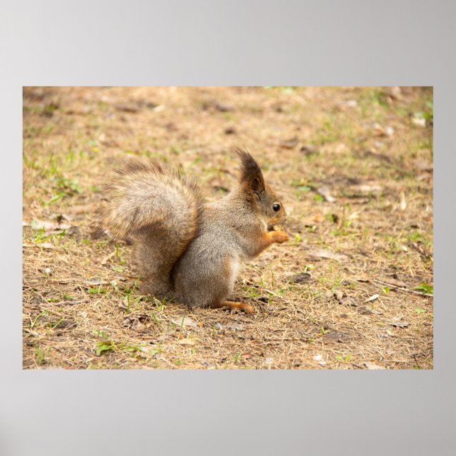 Niedliches Eichhörnchen isst ein Nussbaum-Foto Poster (Vorne)