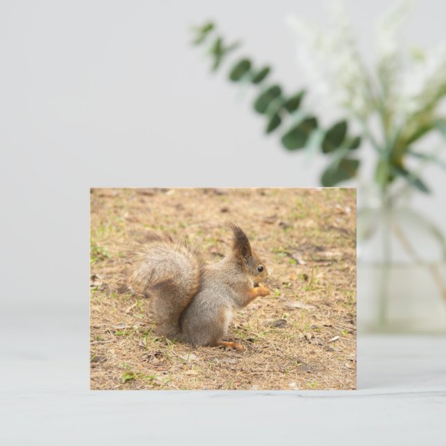 Niedliches Eichhörnchen isst ein Nussbaum-Foto Postkarte (Stehend Vorderseite)