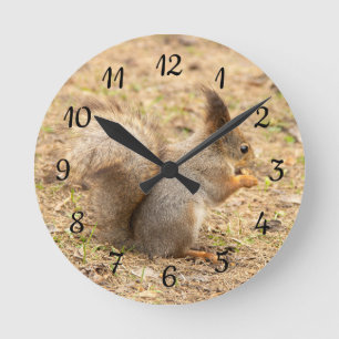 Niedliches Eichhörnchen isst ein Nussbaum-Foto Runde Wanduhr