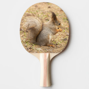 Niedliches Eichhörnchen isst ein Nussbaum-Foto Tischtennis Schläger