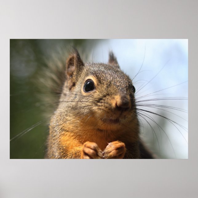 Niedliches Eichhörnchen Lächeln Foto schließen Poster (Vorne)