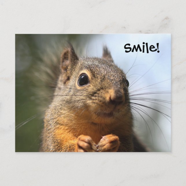 Niedliches Eichhörnchen Lächeln Foto schließen Postkarte (Vorderseite)