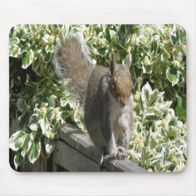 Niedliches Eichhörnchen Mousepad (Vorne)
