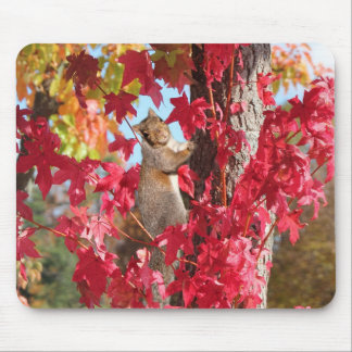 Niedliches Eichhörnchen Mousepad