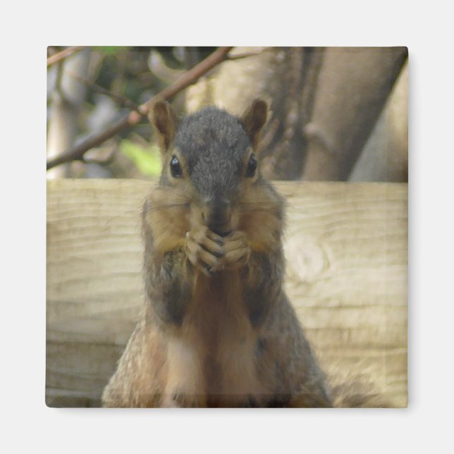 Niedliches Eichhörnchen, Nut Fotografie Küche Magnet (Vorne)